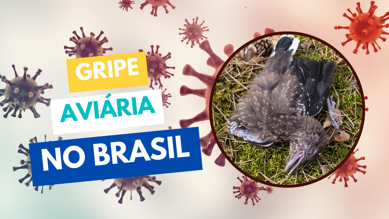 Gripe Aviária No Brasil | Nilson Sergio Lima